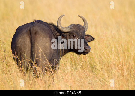 Afrikanischer Büffel (Syncerus Caffer) in Savanne, Masai Mara National Reserve, Kenia, Afrika. Stockfoto