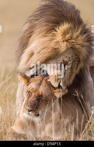 Afrikanischen Löwen (Panthera Leo) Paaren, Masai Mara National Reserve, Kenia Stockfoto