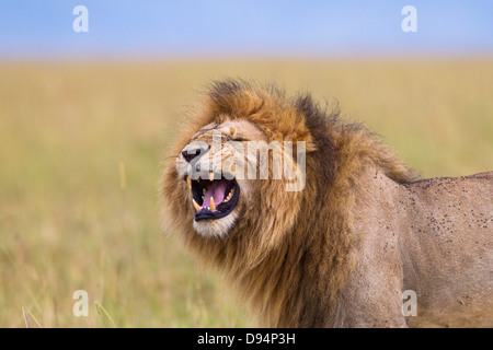 Großen männlichen Löwen (Panthera Leo) mit Flehmen Verhalten, Masai Mara National Reserve, Kenia Stockfoto