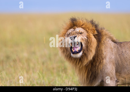 Großen männlichen Löwen (Panthera Leo) mit Flehmen Verhalten, Masai Mara National Reserve, Kenia Stockfoto