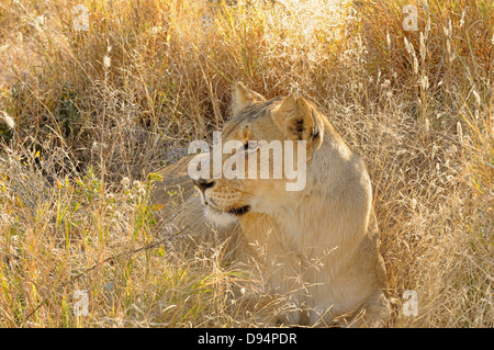 Löwe Panthera Leo weibliche fotografiert im Etosha Nationalpark, Namibia Stockfoto