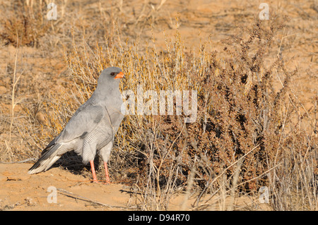 Blasse Chanting Goshawk Melierax Canorus fotografiert in Kgalagadi Nationalpark, Südafrika Stockfoto