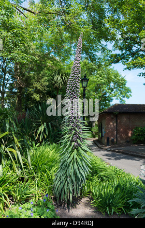 Connaught Gärten, Sidmouth, Devon. 10. Juni 2013. Ein Echium Pininana. Trivialname ist Baum Echium oder riesige Viper Bugloss. Stockfoto