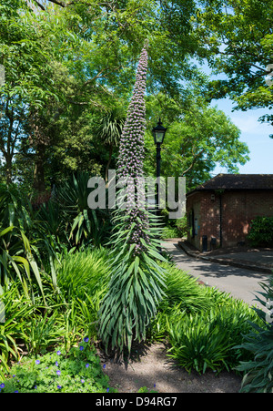 Connaught Gärten, Sidmouth, Devon. 10. Juni 2013. Ein Echium Pininana. Trivialname ist Baum Echium oder riesige Viper Bugloss. Stockfoto