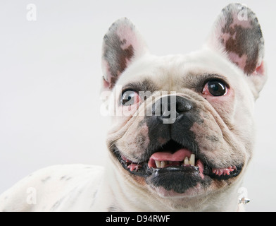 Ein Porträt von eine französische Bulldogge Stockfoto