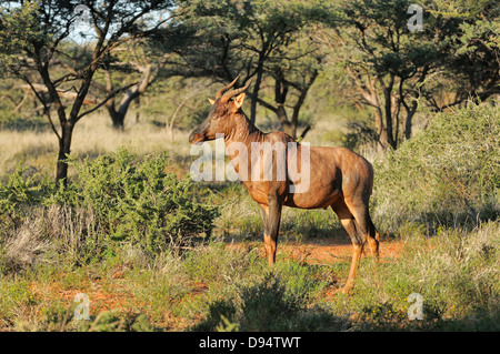 Rote Kuhantilope Alcelaphus Caama fotografiert in Mokala National Park, Südafrika Stockfoto