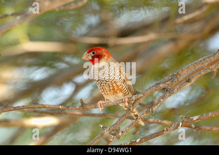 Rothaarige Fink Amadina Erythrocephala fotografiert in Kgalagadi Nationalpark, Südafrika Stockfoto