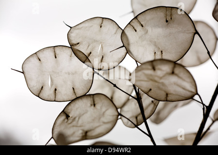 Jährliche Ehrlichkeit (Lunaria Annua) Samenkapseln Stockfoto