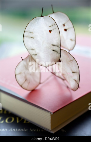 Jährliche Ehrlichkeit (Lunaria Annua) Samenkapseln Stockfoto