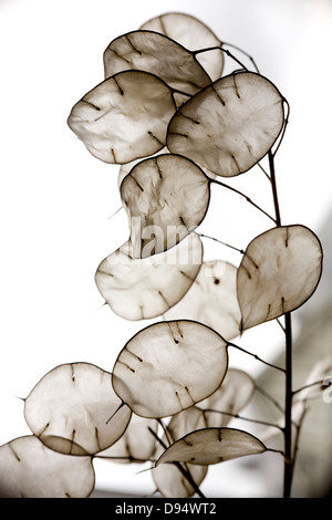 Jährliche Ehrlichkeit (Lunaria Annua) Samenkapseln Stockfoto