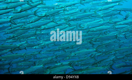 ein breites erschossen, einer Schule der Chevron oder schwarze Fin barracuda Stockfoto