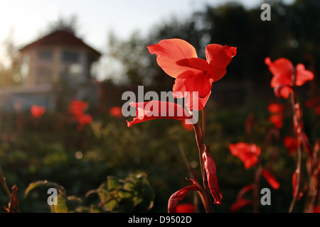 Rote Gladiolen auf schwarzem Hintergrund im Abendlicht. Stockfoto