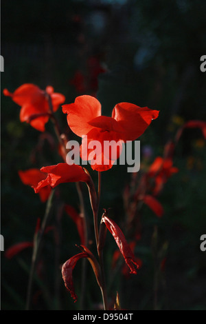 Rote Gladiolen auf schwarzem Hintergrund im Abendlicht. Stockfoto