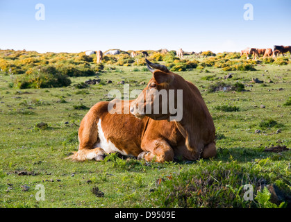 Braune Kuh in einem Feld liegen. Dieses Hotel befindet sich in San Andrés de Teixido, Galizien, Spanien. Stockfoto