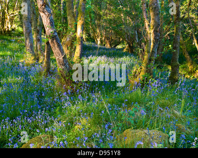 Bluebells in Wäldern in Morven in die schottischen Highlands, mit dappled Sonnenlicht Stockfoto