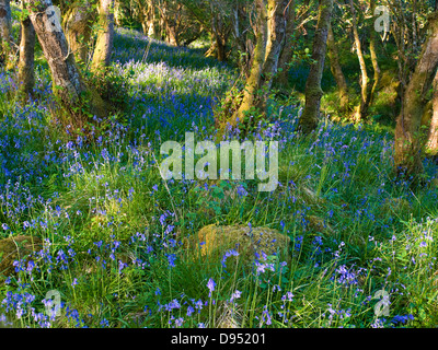 Bluebells in Wäldern in Morven in die schottischen Highlands, mit dappled Sonnenlicht Stockfoto