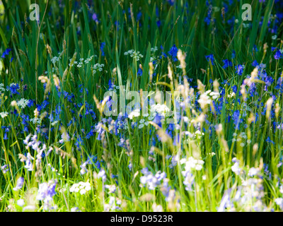 Bluebells in schottischen Wiese mit dappled Sonnenlicht Stockfoto