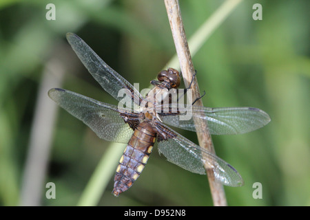 Detaillierte Makro erschossen von männlichen breit-bodied Chaser (Libellula Depressa) posiert auf einem Ast Stockfoto