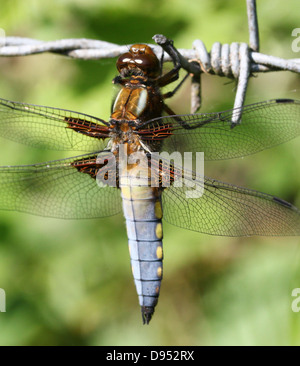 Detaillierte Makro erschossen von männlichen breit-bodied Chaser (Libellula Depressa) posiert auf einem Ast Stockfoto