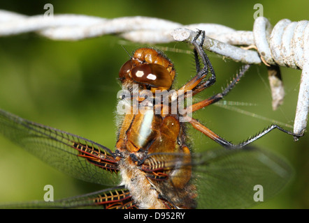 Detaillierten Makroaufnahme weibliche breit-bodied Chaser (Libellula Depressa) Stockfoto