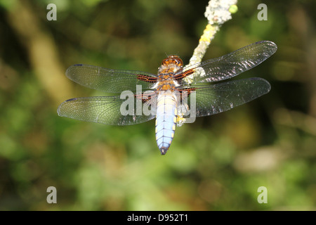 Detaillierte Makro erschossen von männlichen breit-bodied Chaser (Libellula Depressa) posiert auf einem Ast Stockfoto