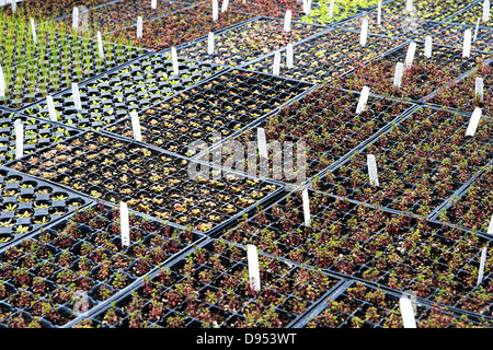 Mehrjährige Pflanzen in einem Gewächshaus Großhandel. Stockfoto