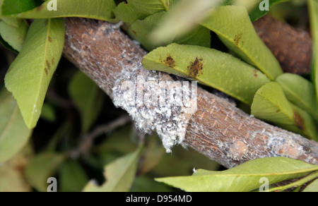 Wollige Blattläuse, Eriosomatinae, eine Pyracantha Strauch Verzweigung befallen. Stockfoto