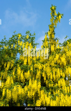 Laburnum Anagyroides, gemeinsame Goldregen, England, Juni Stockfoto