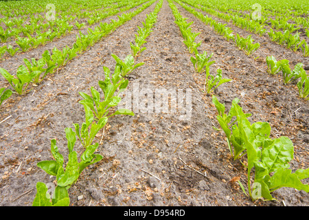 Young-Zucker Rübenpflanzen in Reihen auf einem Feld Stockfoto