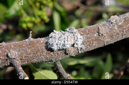 Schwellungen verursacht durch Kolonien von wollig Blattläuse, Eriosomatinae, einen Strauch Pyracantha befallen. Stockfoto