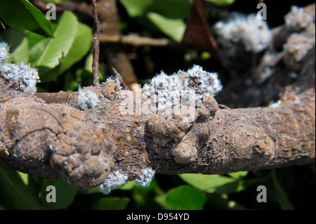 Kolonien von wollig Blattläuse, Eriosomatinae, einen Strauch Pyracantha befallen und verursachen holzige Schwellungen an Ästen. Stockfoto