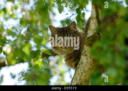 Katze in einem Baum Stockfoto