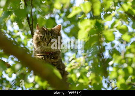 Katze in einem Baum Stockfoto