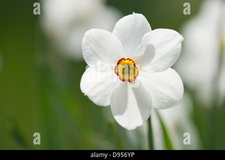 Weiße Narzisse mit einem orangefarbenen und gelben Zentrum in Kew Gardens. (Narcissus Acaea "). Stockfoto