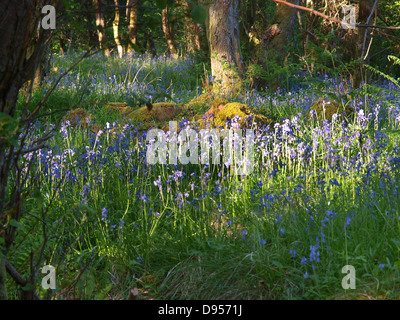 Bluebells in Wäldern in Morven in die schottischen Highlands, mit dappled Sonnenlicht Stockfoto