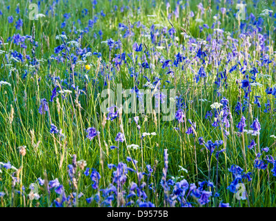 Bluebells in schottischen Wiese mit dappled Sonnenlicht Stockfoto