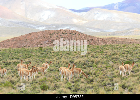 Vikunjas, Salz flache Touren, Altiplano, Südwesten Boliviens Stockfoto