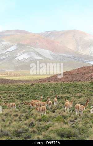 Vikunjas, Salz flache Touren, Altiplano, Südwesten Boliviens Stockfoto