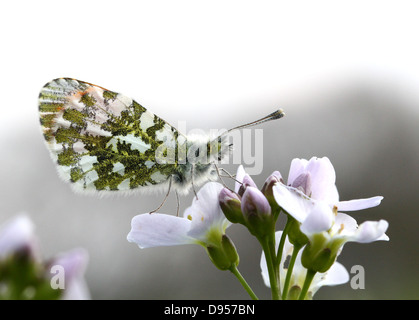 Detaillierte Nahaufnahme eines männlichen Orange Tipp Schmetterlings (Anthocharis Cardamines) posiert und Nahrungssuche auf einer Kuckuck Blume Stockfoto