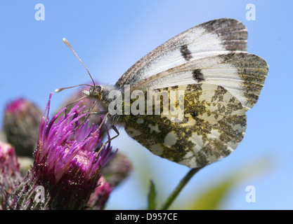 Detaillierte Nahaufnahme eines weiblichen Orange Tipp Schmetterlings (Anthocharis Cardamines) posiert und Nahrungssuche auf einer Distel Stockfoto