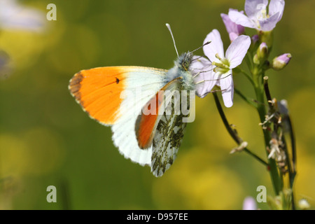 Detaillierte Nahaufnahme eines männlichen Orange Tipp Schmetterlings (Anthocharis Cardamines) posiert und Nahrungssuche auf einer Kuckuck Blume Stockfoto