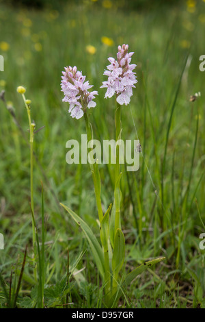 Doppelte Flowerheads robuste Heide gesichtet Orchideen Stockfoto