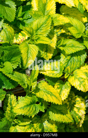 Zitronen-Melisse-Melissa officinalis Stockfoto