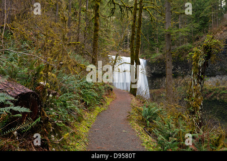 OR01063-00... OREGON - Trail von zehn unterschreitet Lower Silver Falls in Silver Falls State Park. Stockfoto