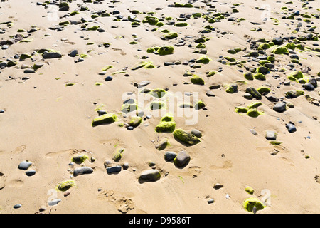 Steinen bedeckt mit getrockneten Algen am Sandstrand bei Ebbe in der Bretagne, Frankreich Stockfoto