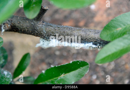 Wollige Blattläuse, Eriosomatinae, einen Strauch Pyracantha befallen. Stockfoto