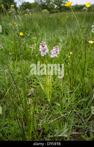 Doppelte Flowerheads robuste Heide gesichtet Orchideen Stockfoto