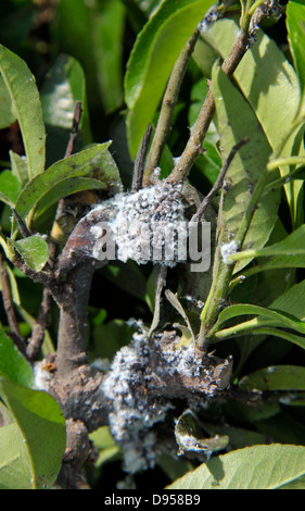 Befall von wollig Blattläuse auf einem Garten Pyracantha Strauch. Stockfoto