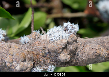 Schwellungen verursacht durch Kolonien von wollig Blattläuse, Eriosomatinae, einen Strauch Pyracantha befallen. Stockfoto