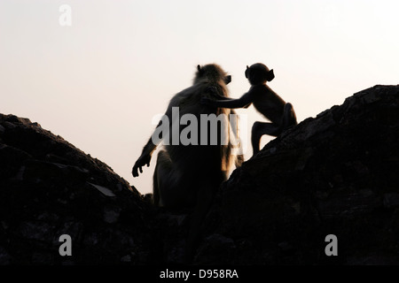 Silhouette des weiblichen Affen und ihr Baby sitzen an der Wand des Taragarh Fort überragt Bundi Palast, Rajasthan, Indien Stockfoto